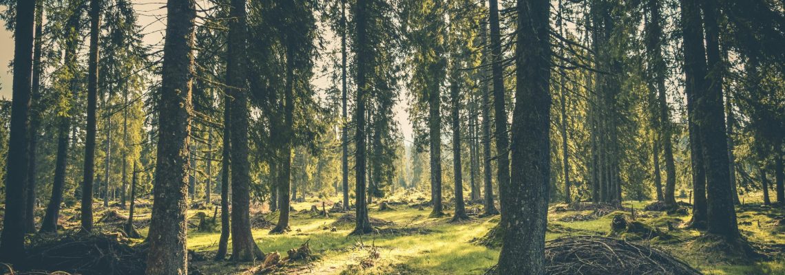 Compensação por corte de vegetação