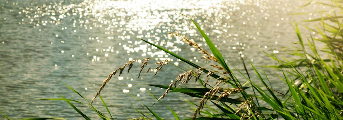 Área de Preservação Permanente