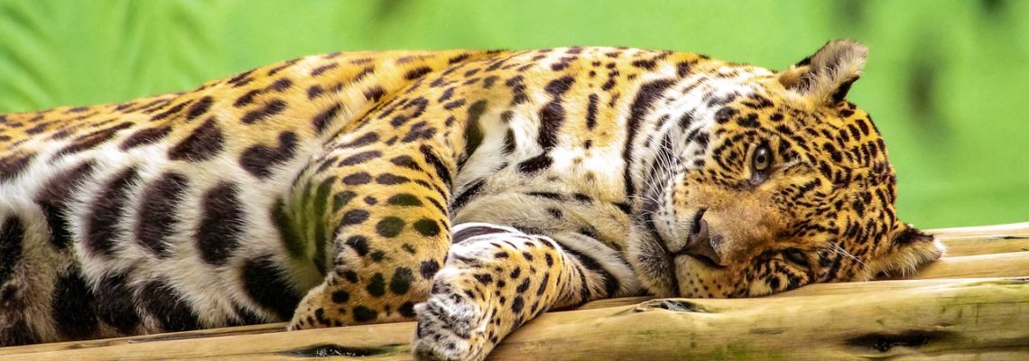 Onça da Mata Atlântica