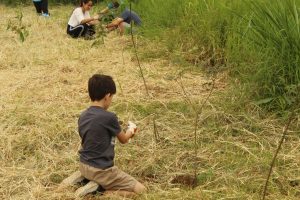 Plantio para recuperação de ambiente ciliar