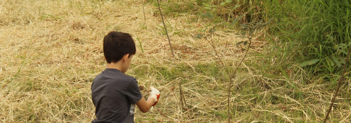 Plantio para recuperação de ambiente ciliar